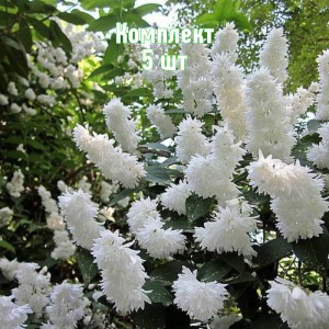 Комплект 5шт / Дейция белая махровая Кандидиссима