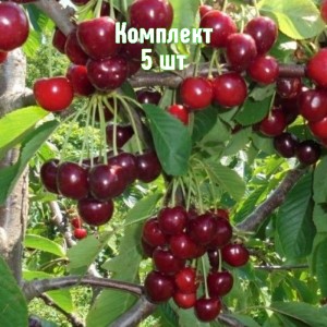 Комплект 5шт / Вишня Журавка