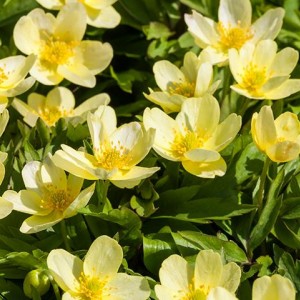 Луковица анемоны Липсиенсис