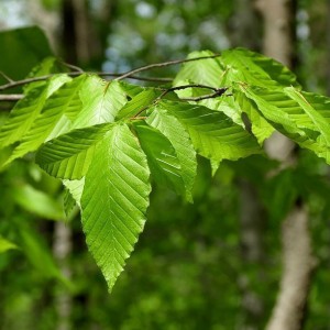 Сеянец бука Лесного Крупнолистого ( 10 -15 см)