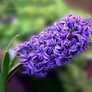 Гиацинт Питер Стайвесант