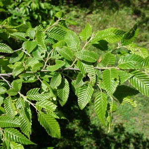 Сеянец граба Сердцелистного ( 10-15 см)