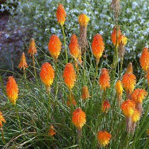 Саженец книфофии ягодной Эскимо