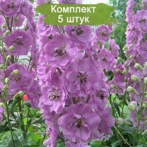 Саженцы дельфиниума тихоокеанский -  комплект 5 шт.
