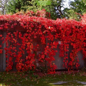 Саженцы декоративного винограда (девичьего винограда) Красная стена -  комплект 5 шт.