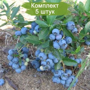 Саженцы голубики Денис Блю (Denis Blue) -  комплект 5 шт.