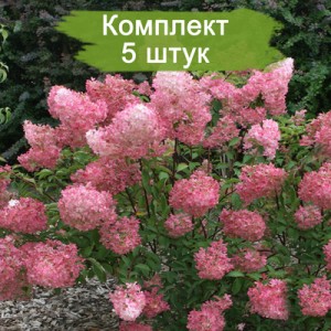 Саженцы гортензии метельчатой Пинк Леди (Pink Lady) -  комплект 5 шт.