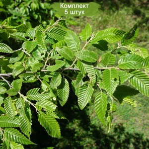 Сеянцы граба Сердцелистного ( 10-15 см) -  комплект 5 шт.