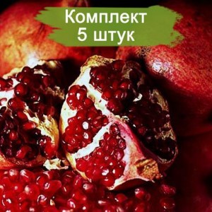Саженцы граната Ачик Анор -  комплект 5 шт.