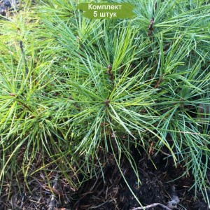 Саженцы кедра Корейского  до 20 см -  комплект 5 шт.