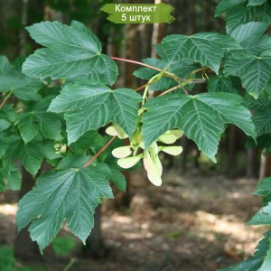 Саженцы клёна Явор (20-40 см) -  комплект 5 шт.