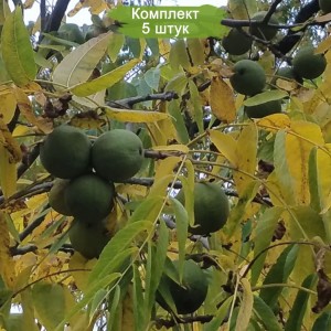 Саженцы ореха черного 108-Н -  комплект 5 шт.