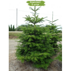 Саженцы пихты Кавказской 100-150 см -  комплект 5 шт.