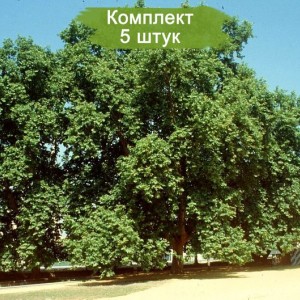 Саженцы платана Керра -  комплект 5 шт.