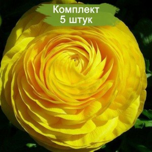 Саженцы ранункулюса Виктория (Victoria White) -  комплект 5 шт.