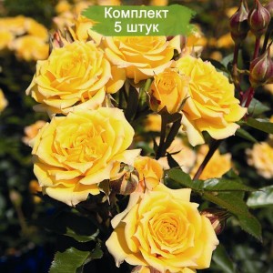 Саженцы миниатюрной розы Йеллоу Клементин (Yellow Clementine) -  комплект 5 шт.