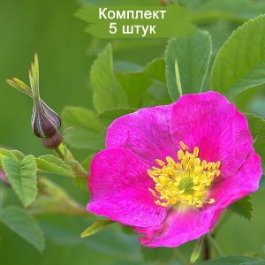 Саженцы шиповника Майский -  комплект 5 шт.