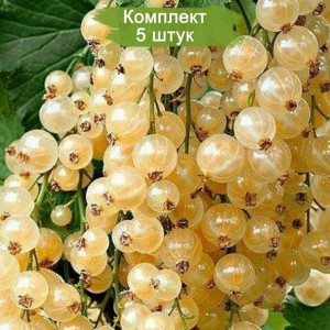 Саженцы белой смородины Десертная - комплект 5 шт.