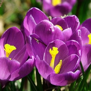 Луковица крокуса крупноцветкового Флауэр Рекорд (Flower Record) 