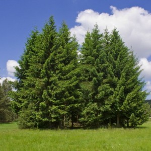 Саженец лиственницы Сибирской 100-150 см