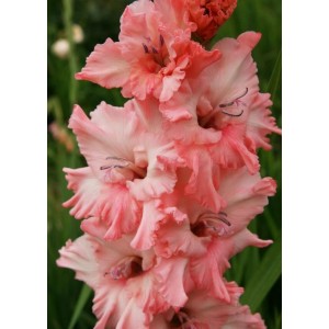 Луковица гладиолуса Ангелина Сербская