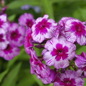 Саженец флокса Дракон